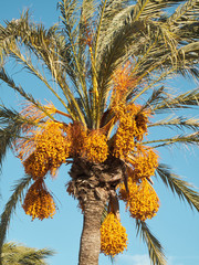 Date tree (Phoenix Dactylifera)