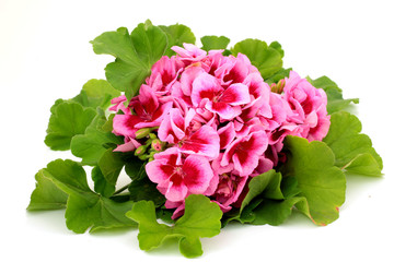 Pelargonia  © mariusz_g