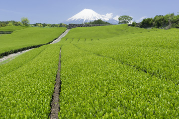 茶畑と富士山