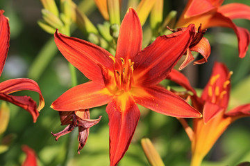 Orange Lily