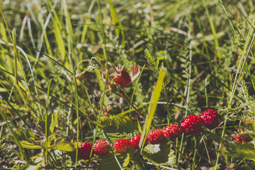 Wild strawberries collected on a bent string on grass background