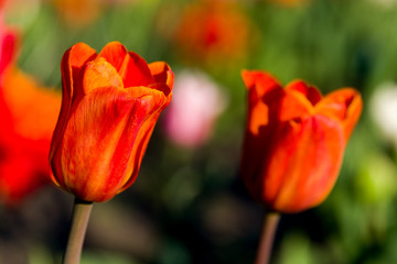 Obraz premium Tulpen