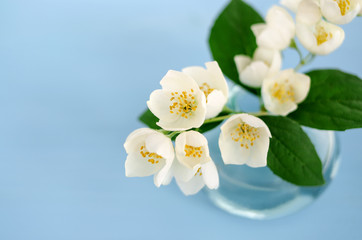 Small bouquet of jasmine on light blue background