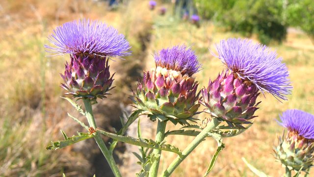 Artichoke in bloom, Artichoke Flower (4k)
