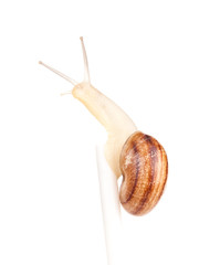 Garden spiral snail isolated on white background