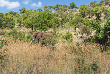 Fototapeta premium Elephant. Pilanesberg national park. South Africa. 