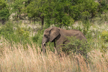 Elephant. Pilanesberg national park. South Africa. 