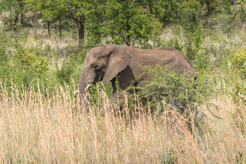 Fototapeta premium Elephant. Pilanesberg national park. South Africa. 