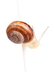 Garden spiral snail isolated on white background