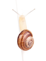 Garden spiral snail isolated on white background