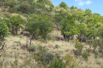 Elephant. Pilanesberg national park. South Africa. 