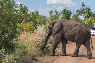 Fototapeta na wymiar Elephant. Pilanesberg national park. South Africa. 
