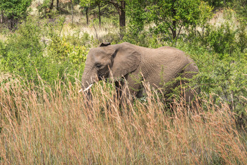 Naklejka na ściany i meble Elephant. Pilanesberg national park. South Africa. 