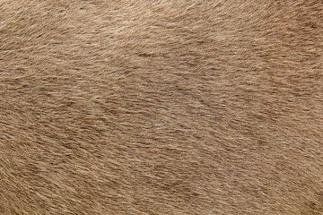The surface of the camel, brown leather.
