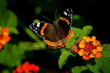 Fototapeta na wymiar Schmetterling auf Wandelröschen