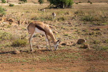  Impala (antelope), Pilanesberg national park. South Africa.

