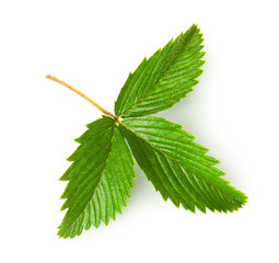 Wild strawberry leaf rotated
