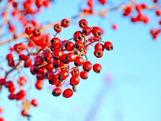 Hawthorn branch taken closeup.