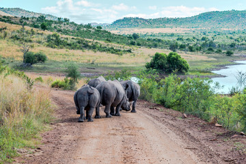 Naklejka premium Rhinoceros, Pilanesberg national park. South Africa. 