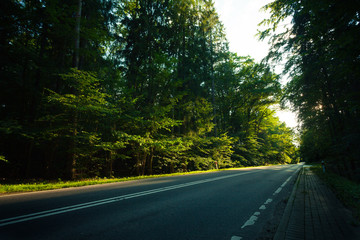 Obraz premium Asphalt road through the green forest