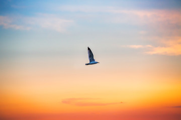Orange cloudscape and flying bird, sunset shot