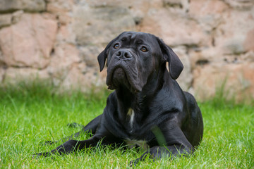 Cane Corso