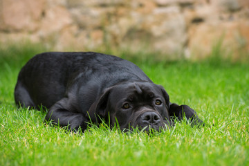 Junger Cane Corso