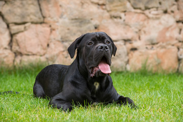 Cane Corso