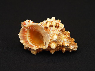 Seashell.
