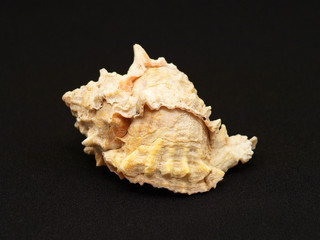 Seashells.