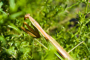 Praying Mantis
