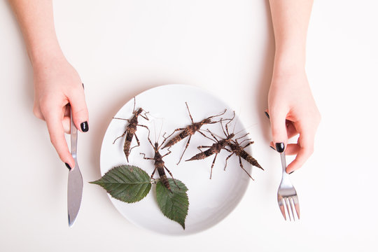 Plate full of insects in insect to eat restaurant