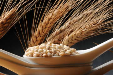 Hordeum vulgare Orge commune Ячмень обыкновенный Korn Orzo Cevada Κριθάρι...