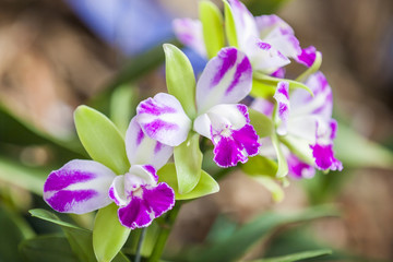 Cattleya sp.