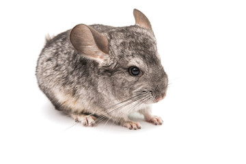 Chinchilla