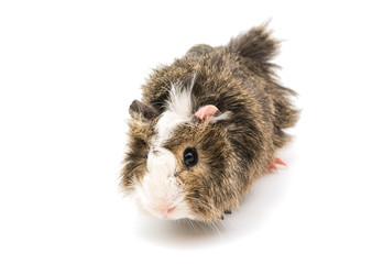Fototapeta premium guinea pig