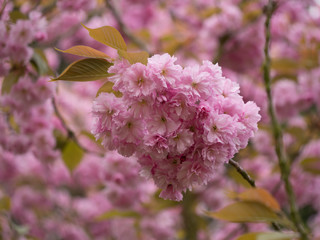pink flowers of an apple tree