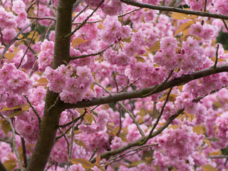 pink flowers of an apple tree