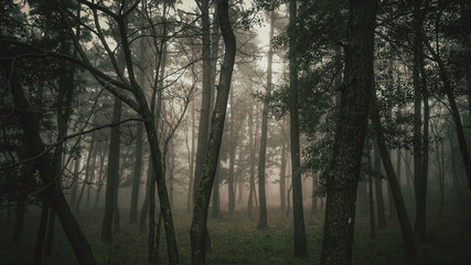 Dark Forest