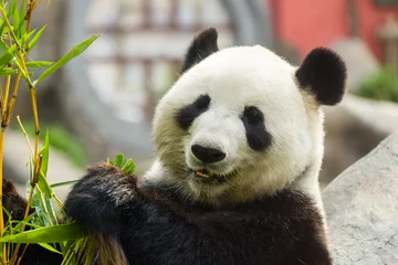 Meubelstickers Panda Hungry giant panda bear eating bamboo