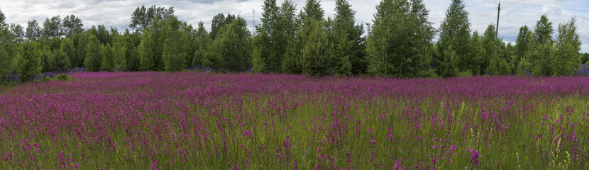 Smolka meadow flowers grow on large meadow (panorama)