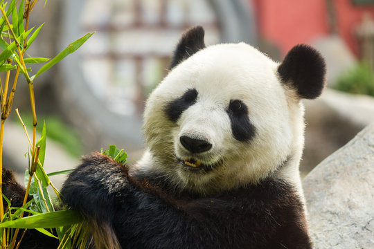 Fototapeta Hungry giant panda bear eating bamboo