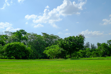 Trees and lawn on a bright summer day in green park
