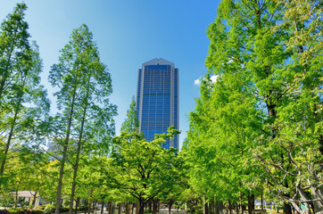 Obraz na płótnie Canvas 新緑の木々と神戸市役所