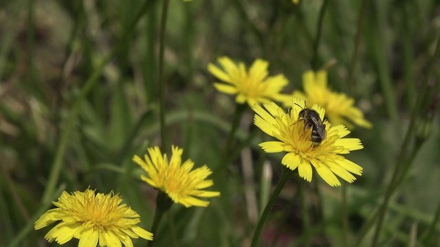 Abeille butine une fleur de pissenlit