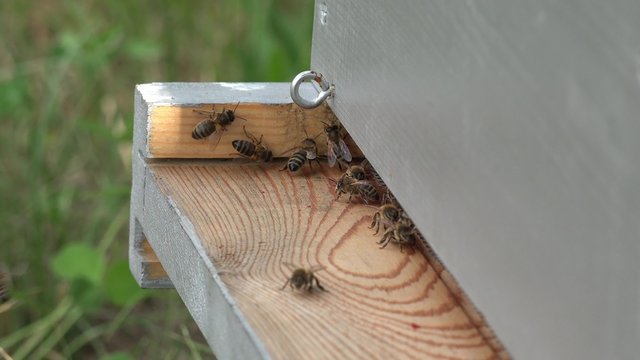 entr&eacute;e de la ruche et va et vient des abeilles