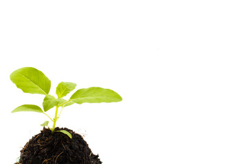 Yong basil plant isolate on white background
