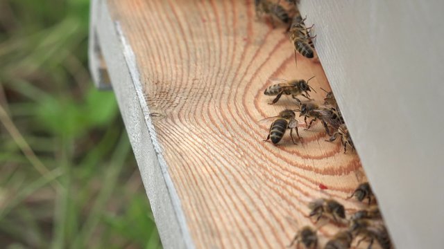 entr&eacute;e de la ruche et va et vient des abeilles