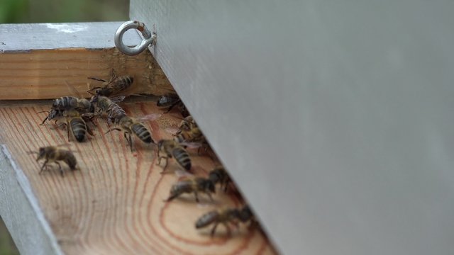 entr&eacute;e de la ruche et va et vient des abeilles