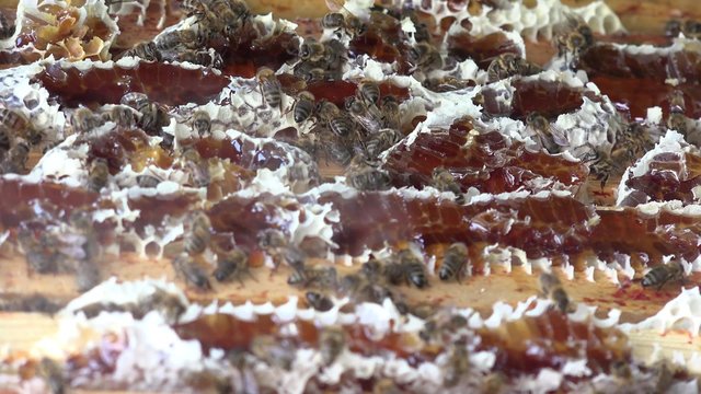 enfumage des abeilles et nettoyage du haut des cadres